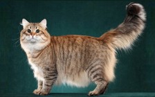 西伯利亚猫多少钱一只？谈西伯利亚森林猫价格