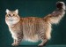 《世界名宠俱乐部的西伯利亚森林猫知识系列》