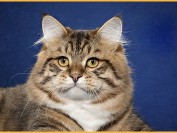 西伯利亚猫好养吗?西伯利亚森林猫怎么养?