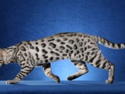 银色孟加拉豹猫,谈孟加拉豹猫银豹