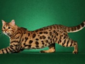 《世界名宠俱乐部的孟加拉豹猫知识系列》