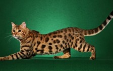 《世界名宠俱乐部的孟加拉豹猫知识系列》
