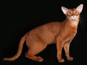 权志龙的猫为什么叫iye?gd的猫iye是什么品种?