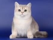 金渐层12色11色25色 谈金渐层色号12 11 25的区别 Cfa猫舍猫咪品种科普