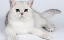 Cfa猫舍猫咪品种科普 缅因猫 布偶猫 英国短毛猫 斯芬克斯猫 等等 Cfa猫舍猫咪品种科普 缅因猫 布偶猫 英国短毛猫 斯芬克斯猫 等等