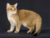 预防母猫难产的措施有哪些?纯种猫繁育课程·繁育核心技术详解