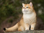 如何提高公猫的配种能力?补肾壮阳生精粉的作用详解