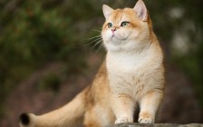 如何提高公猫的配种能力？补肾壮阳生精粉的作用详解