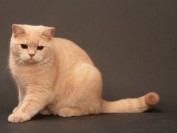 什么是真正的纯种猫繁育人?如何寻找优秀的上家繁育人?