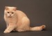 什么是猫肛囊病？猫肛囊病诊断及临床症状