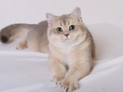 蓝金渐层为什么稀有?英短蓝金和金渐层哪个更好?