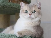 英短蓝渐层价格,蓝金渐层猫一般多少钱?