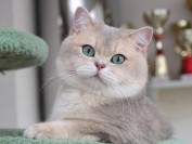 猫舍种公种母交配失败的原因分析?公猫、母猫经验不足的解决方案?