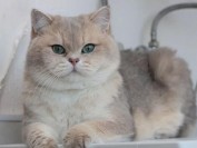 英短蓝金渐层猫多少钱?蓝金渐层为什么贵?