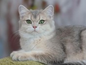 英短蓝金渐层如何挑选?蓝金渐层怎么识别?