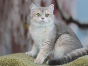 猫眼白内障病分为原发性和继发性,猫白内障病主要疗法