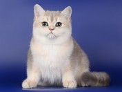 英国短毛猫几种颜色？CFA官方44种英国短毛猫颜色分类