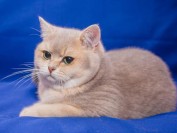 蓝金渐层特征,谈英短金渐层和蓝金渐层区别