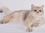 英短蓝金渐层怎么看品相?蓝金渐层品相介绍