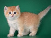 猫舍布局规划应该考虑的因素有哪些?猫圈不公开的繁育核心技术