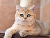 什么是品种标准?品种标准的重要性剖析?在哪里查看纯种猫品种标准?