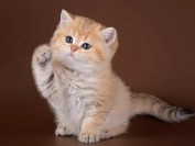 金渐层猫怎么看品相?英短金渐层怎么看品相?