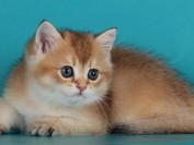 金渐层猫性格怎么样?谈英短金渐层性格