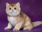 养什么宠物好?养猫好还是养狗好?