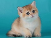 英国短毛猫的性格特点,谈英国短毛猫的性格