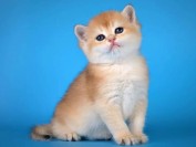 金渐层色号对比表,谈金渐层ny11、ny12、ny25的色号区分