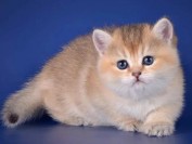 金渐层12色11色25色,谈金渐层色号12、11 、25的区别