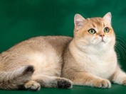 怎么知道母猫快要分娩生小猫了?母猫分娩的迹象