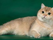 怎么挑选金渐层?谈英短金渐层怎么看品相