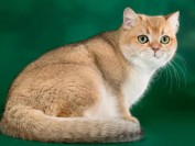 金渐层是什么品种猫?金渐层猫百度百科