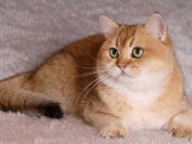 英短金渐层猫怎么看品相?怎么看金渐层纯不纯?