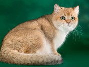 美国硬毛猫价格多少钱?美国硬毛猫图片大全