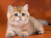 猫阿司匹林中毒时的症状,猫阿司匹林中毒治疗注意事项