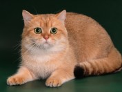 如何交配:促使母猫多生弟弟或妹妹的窍门?如何促使母猫多生妹妹?