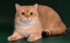 猫曲霉菌病是猫的一种不太常见的真菌病，猫曲霉菌病在年轻猫更为常见