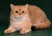 猫曲霉菌病是猫的一种不太常见的真菌病，猫曲霉菌病在年轻猫更为常见