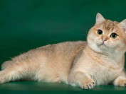 猫心率不齐症,猫心律不齐的可能原因,猫心率失常治疗