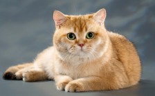 引起猫贫血的原因，确定贫血是再生性或非再生性，猫贫血主要疗法