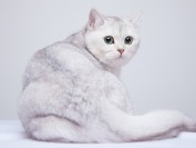 英短银点和渐层的区别,银点渐层和银渐层区别