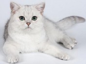 银渐层是什么猫？英短银渐层猫百度百科