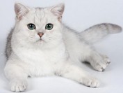 【绝育】母猫绝育手术费用?绝育注意事项?