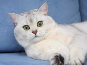 银渐层猫性格怎么样?英短渐层银的性格特点