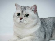 猫杯状病毒FCV引起的上呼吸道感染疾病,猫杯状病毒感染后的临床症状