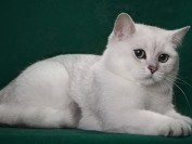 如何提高公猫的配种能力、精液品质?影响母猫产仔数的原因分析?