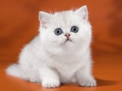 公猫、母猫绝育后再次发情的原因剖析?绝育后的母猫为什么还会发情?