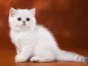 英短银渐层小猫怎么看品相?银渐层品相鉴别